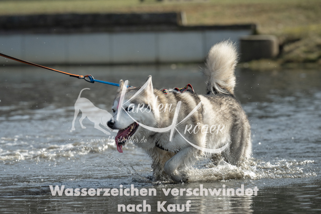 1140_ZZ95581-3 | kk-dogfotos