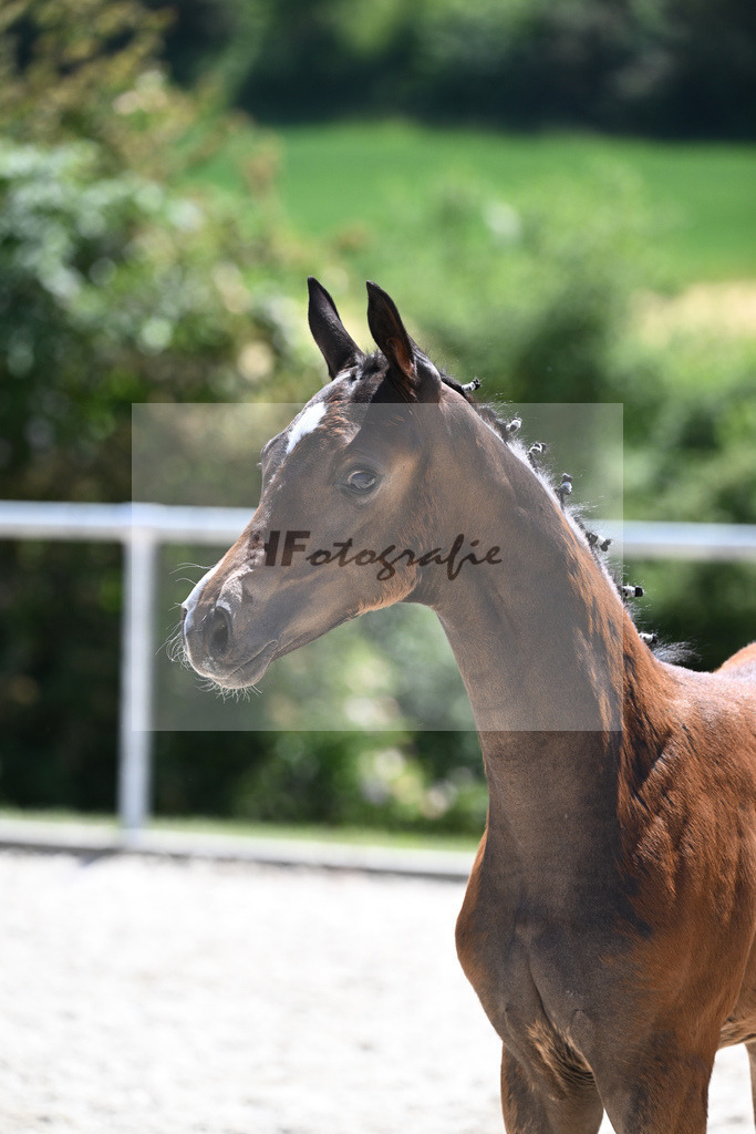 Kat-Nr. 23 SF Zauberlehrling PS_Scheer_16230517 | hf-fotografie - Realisiert mit Pictrs.com