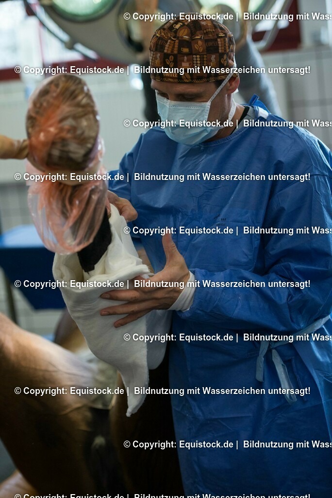 20160315_Arthroskopie_0063 | equistock