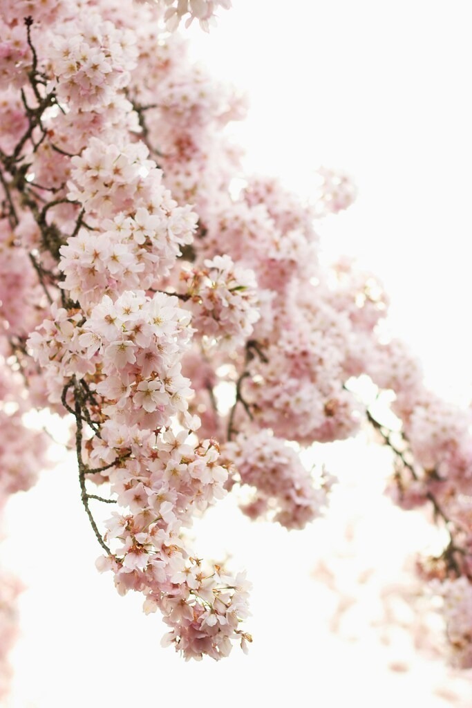 Kirschblüten rosa Sommer  | joathanwebinar - Realisiert mit Pictrs.com