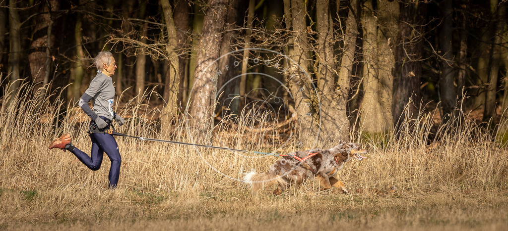 DV3A5431 | Hundefotografie, Tierfotograf, Pfotenfotografie, Fotoshooting Hund, Hunde Portrait, Hundesport, Hundeportraits, Heideshooting, Hunde, Sportfotograf, Hundefotograf, Turnierhundsport, THS,  - Realisiert mit Pictrs.com