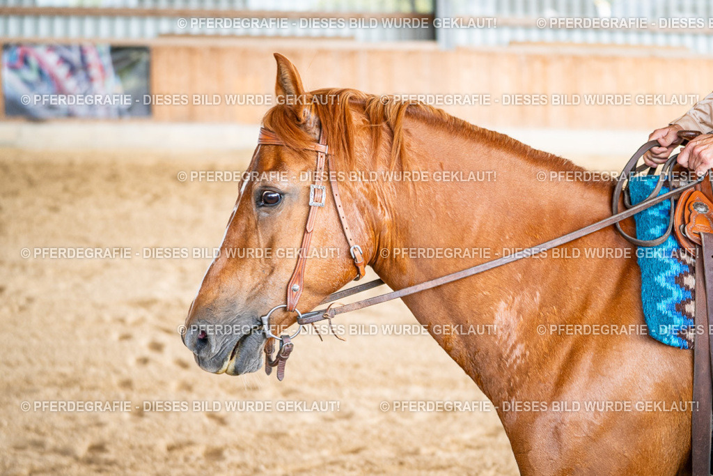 DSC09187 | Pferdegrafie