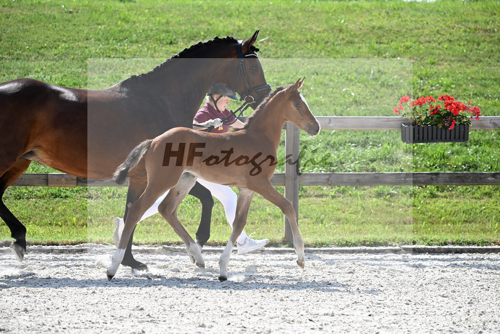 Kat-Nr. 41 Brantzau x Lordanos_SF_Weber_15251268 | hf-fotografie - Realisiert mit Pictrs.com