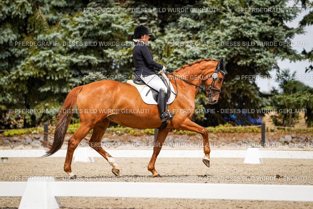 DSC03875 | Pferdegrafie