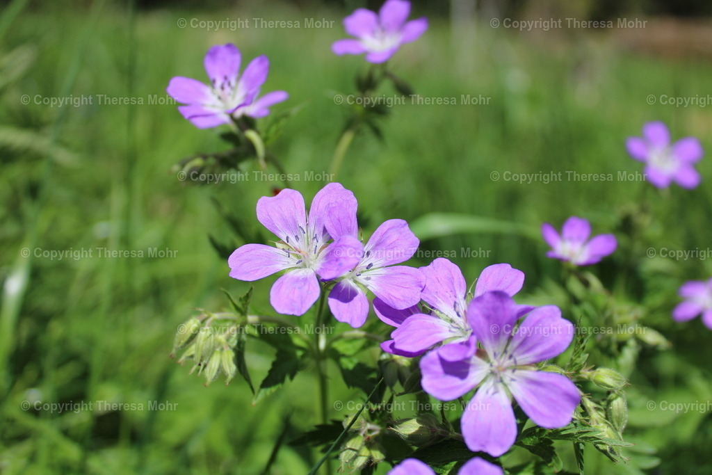 IMG_5297 | Naturpuls - Realisiert mit Pictrs.com