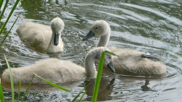 schwanenkinder | Verkauf von Fotos und  Videoclips zumThema Natur.Motive sind Pflanzen, Tiere, Landschaftenund Wetter - Realisiert mit Pictrs.com