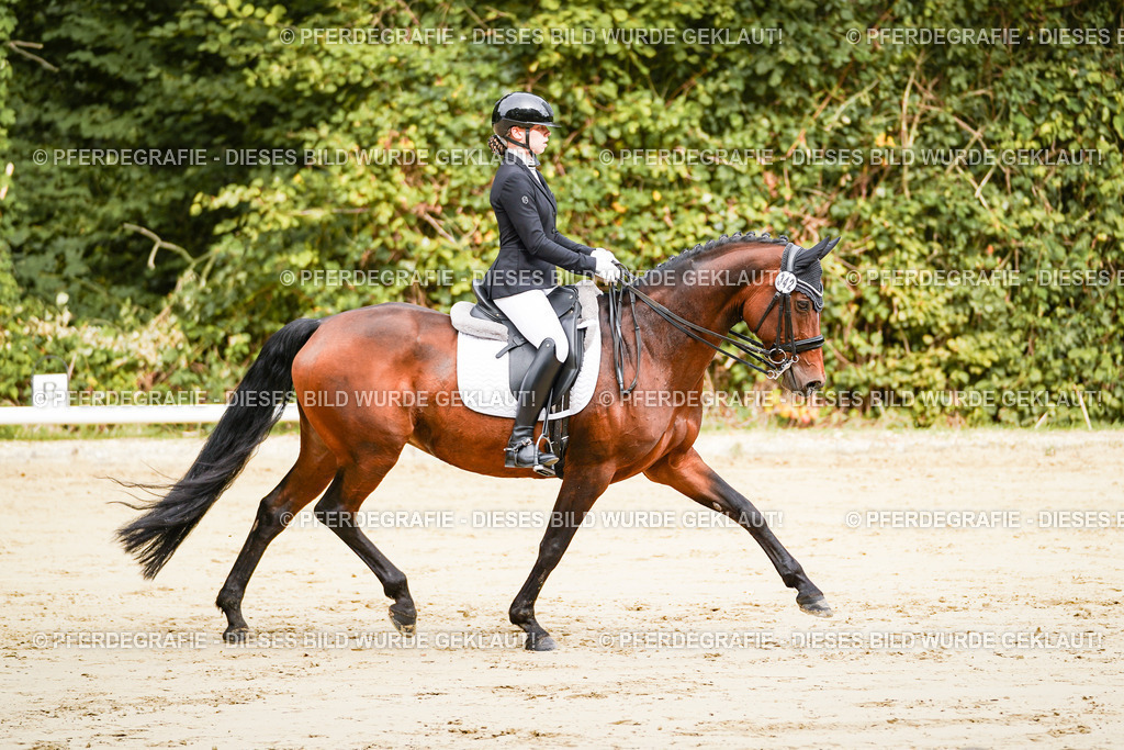 DSC01894 | Pferdegrafie