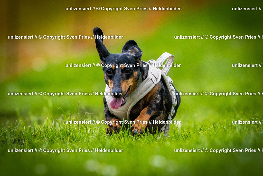 Sven Pries | 2025-04-13 - Hunderennen Baden-Baden - Realisiert mit Pictrs.com