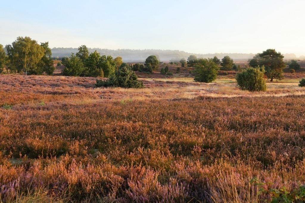 Lüneburger Heidelandschaft bei Undeloh | Das Foto zeigt die blühende Lüneburger Heidelandschaft bei Undeloh zum Herbstanfang, eingehüllt in einen feinen, morgendlichen Nebel. Die violett blühende Heide erstreckt sich über die sanft geschwungene Landschaft und wird von Gräsern, Wacholderbüschen und einzelnen Birken aufgelockert. Eine kleine Brücke führt über einen schmalen Bachlauf. Sie fügt sich harmonisch in die stille Naturlandschaft ein und lädt den Betrachter förmlich dazu ein, den Weg durch die Heide weiterzuverfolgen. Der Nebel verleiht der Aufnahme eine geheimnisvolle und beinahe märchenhafte Stimmung. Die Konturen der Landschaft lösen sich im Hintergrund allmählich auf, während die feuchten Pflanzen im Vordergrund besonders intensiv wirken. Das zarte Morgenlicht lässt die violetten Heideblüten sanft leuchten. - Realisiert mit Pictrs.com
