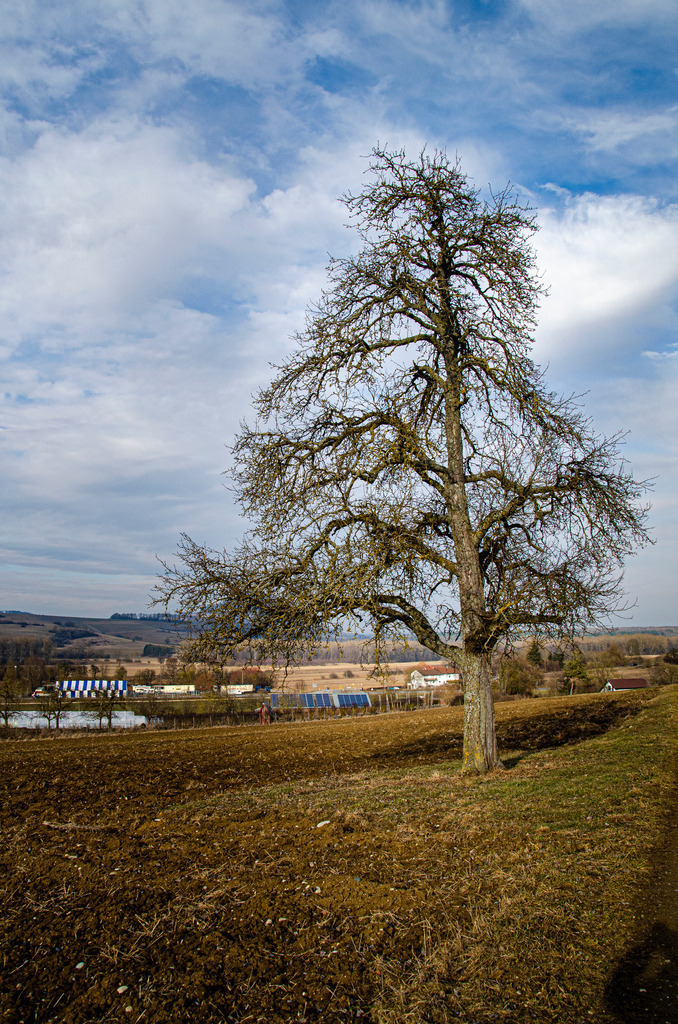 Mystische Bäume - Matzingen Schweiz | Die Mystik der Bäume unterscheidet sich je nach Jahreszeit  - Realisiert mit Pictrs.com