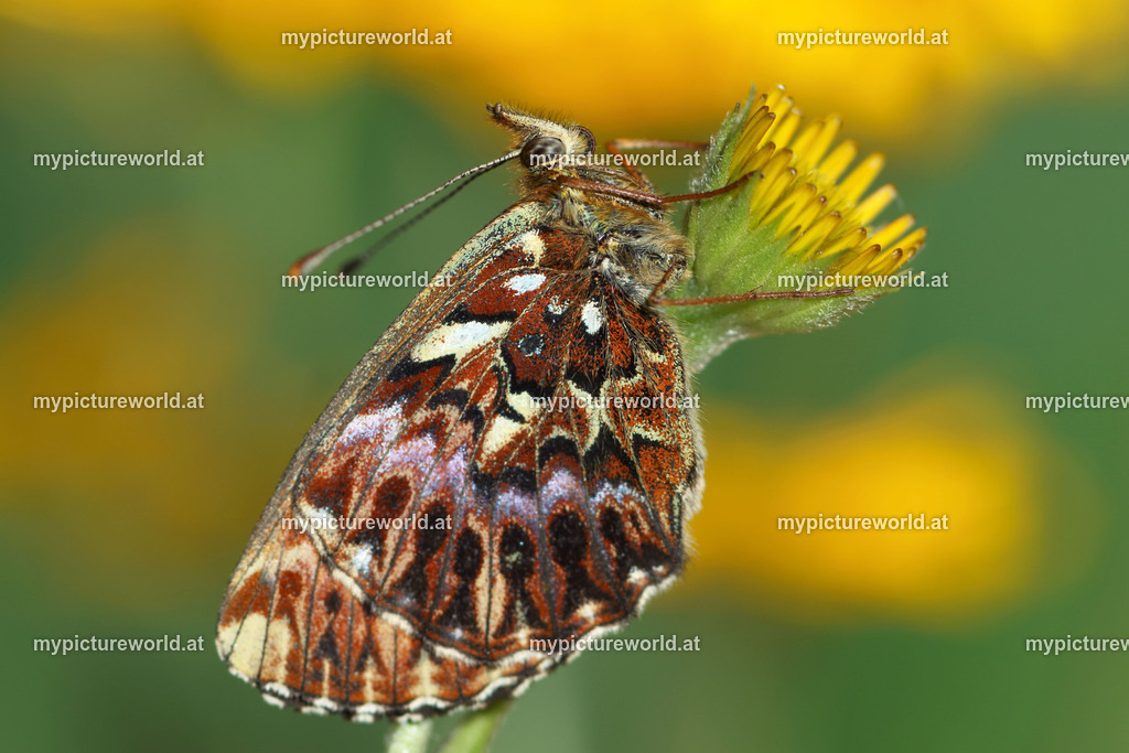 Boloria titania-005 | Das Bilderarchiv über Tiere, Planzen und Landschaften. In der Bilddatenbank finden Sie ein große Auswahl an hochwertigen Bilder für Ihre Werbung - Realisiert mit Pictrs.com
