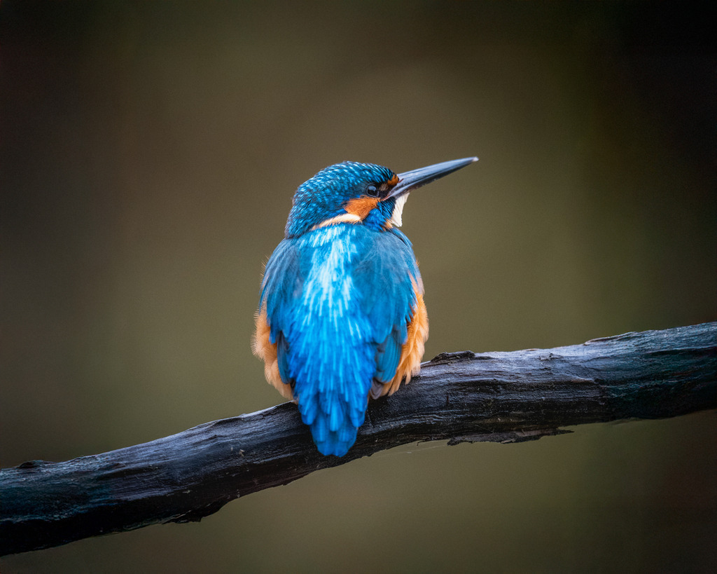 DSC_0107-2 | Ich bin Fotograf aus Neuburg an der Donau und spezialisiere mich auf Wildlife-Fotografie, Landschaftsaufnahmen und Portraits.Ob Hochzeit, Familienbilder oder Naturaufnahmen – ich fange echte Momente ein, die bleiben. 