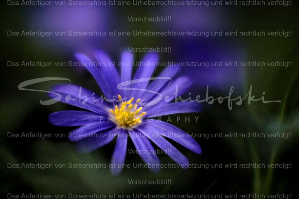 Wandbild Balkan-Windröschen | Diese hübsche Frühlingsblume strahlt uns in verschiedenen Farben, in Parks und Gärten, an. Egal ob in violett, blau oder auch in weiß - immer ein Genuß. - Realisiert mit Pictrs.com
