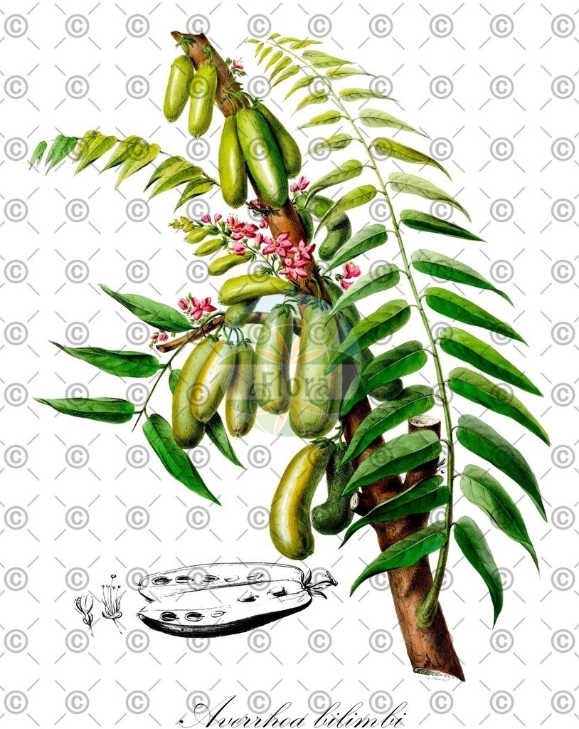 HistAbb_wfo-0001080718_1_ENZY_Simple | Historische Abbildung von Averrhoa bilimbi - Oxalidaceae | Historical Illustration of Averrhoa bilimbi - Oxalidaceae