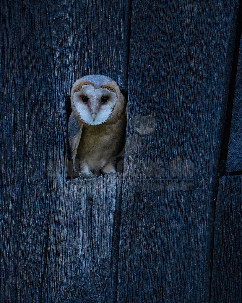 R6NF1247_20240702 | Die Schleiereule ist durch ihren meist hellen, herzförmigen Gesichtsschleier unverwechselbar; diesem verdankt sie letztlich ihren deutschen Namen. Im Unterschied zu den meisten Eulenarten sind die Augen der Schleiereule eher klein, leicht schräg gestellt und von dunklem Schwarzbraun. Mit ca. 34 cm entspricht die Schleiereule etwa der Größe einer Haustaube; Gewicht im Mittel 315-340g. Die Gefiederfärbung der Oberseite ist grau mit vielen kleinen schwarz-weißen Tropfenflecken, die der Unterseite rein-weiß bis gelbbraun mit kleinen, dunkelbraunen Tüpfeln, deren Anzahl und Dichte individuell stark variieren.  - Realisiert mit Pictrs.com