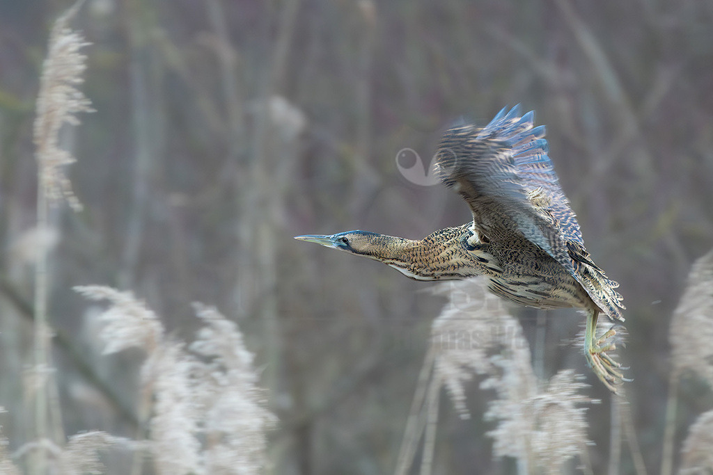 R6NF1109_20240110 | Eine Rohrdommel (Botaurus stellaris) ist im Flug über einem dichten Schilfgebiet zu sehen. Der Vogel hat ein braun-gemustertes Gefieder, das ihm eine hervorragende Tarnung bietet, und seine Flügel sind weit ausgebreitet. Die Beine sind nach hinten gestreckt, während er sich elegant durch die Luft bewegt. Der Hintergrund ist unscharf, was den Fokus auf den fliegenden Vogel lenkt und die Bewegung unterstreicht. Es sind keine direkten Interaktionen mit anderen Tieren zu beobachten, der Vogel interagiert mit seiner Umgebung, indem er über das Schilf fliegt. - Realisiert mit Pictrs.com