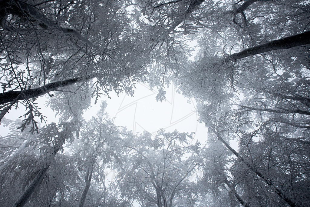 Frostiger Baumhimmel | Ihre Fotografin im Lungau, ihre Fotografin im Mostviertel, Wandbilder Onlineshop, Imagefotos für Ihr Unternehmen,  - Realisiert mit Pictrs.com