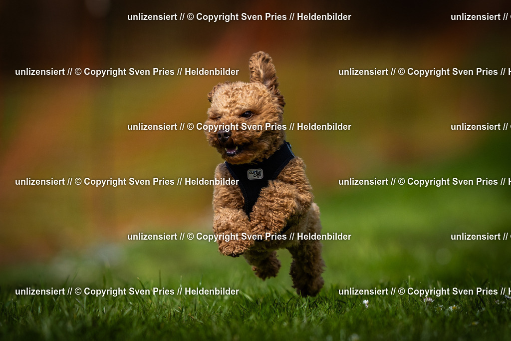 Sven Pries | 2025-04-13 - Hunderennen Baden-Baden - Realisiert mit Pictrs.com