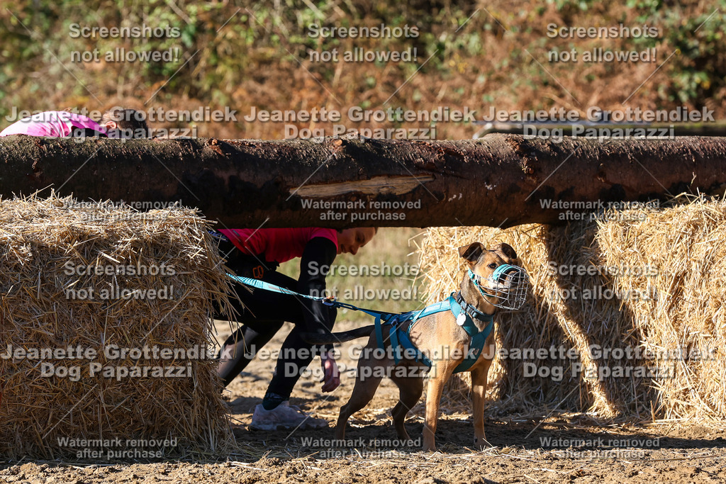 Dog Paparazzi - Strongdog 10-25-1824 | Dog Paparazzi Jeanette Grottendiek Fotografie & Videografie - Realisiert mit Pictrs.com