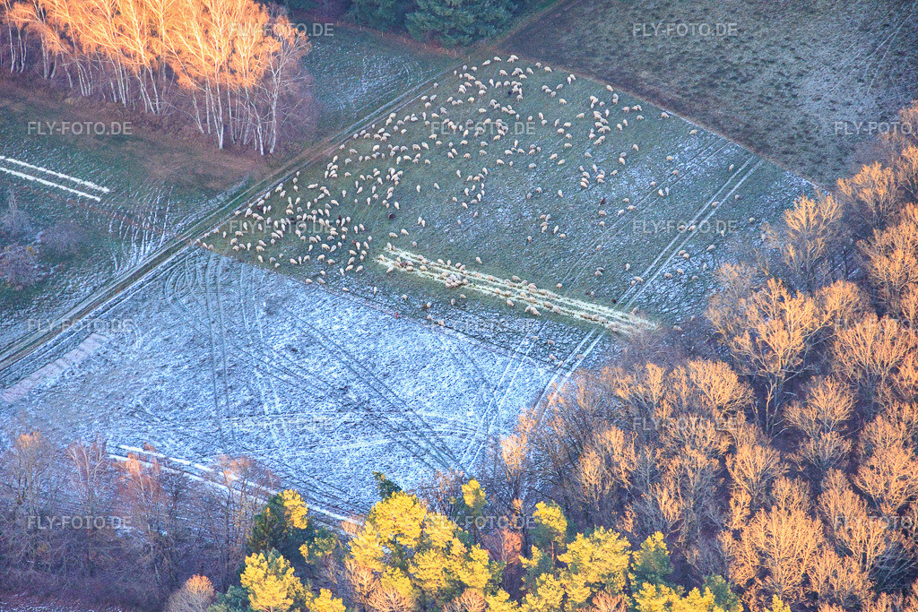 Schafweide bei Frost auf Waldlichtung | Luftbild: Schafweide bei Frost auf Waldlichtung in Busenberg im Bundesland Rheinland-Pfalz in Deutschland. Foto: IMG_151882.jpg vom 22.11.2025 durch Werner Riehm/FLY-FOTO.de - Realisiert mit Pictrs.com