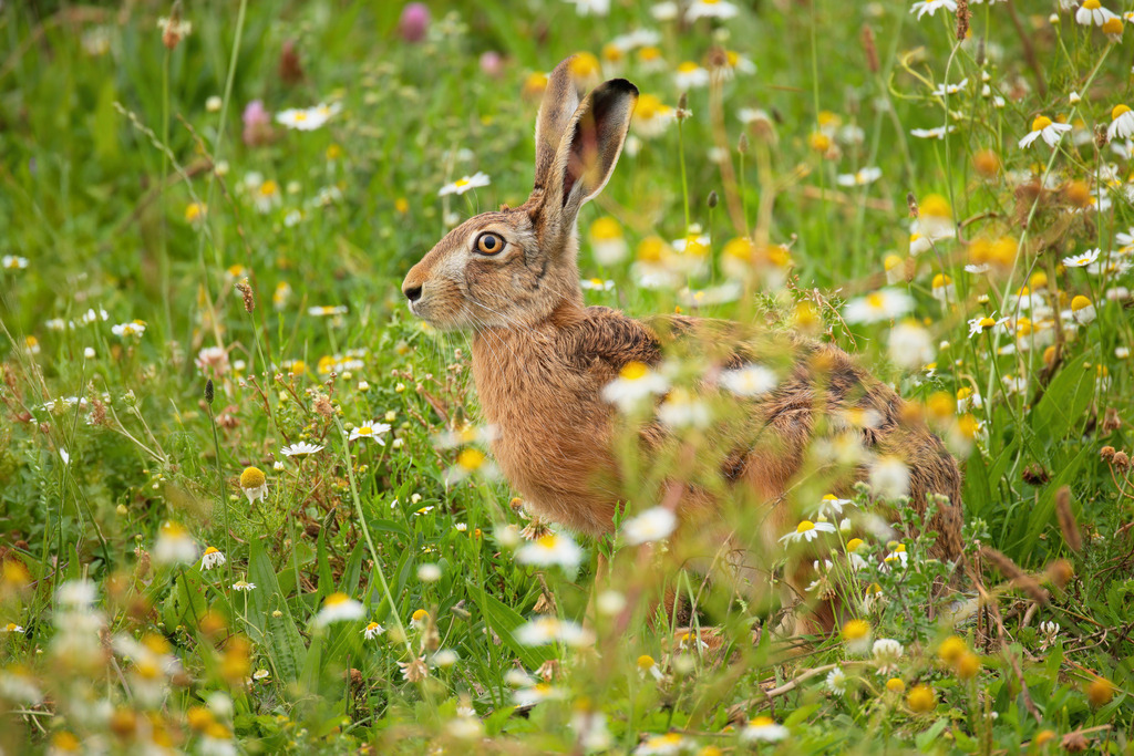 Hase im Blütenmeer | Ein Moment voller Stille und Schönheit – dieses Wandbild zeigt einen aufmerksam lauschenden Feldhasen, umgeben von einer wild blühenden Sommerwiese mit Kamille, Gräsern und zarten Farben. Die natürliche Tarnung des Tieres, die verspielte Tiefe des Bildes und die friedvolle Atmosphäre schaffen eine beruhigende und zugleich lebendige Wirkung. Perfekt für Naturliebhaber, Landhausstil oder als sanfter Ruhepol in modernen Räumen.