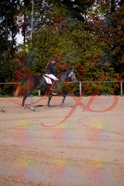 2026_10_03_Siefer-Hof_144830_Z81_25954672 | Professionelle Reitsport-, Turnier- und Eventfotografie von Robert Broda. Galerien mit ausgewählten und bearbeiteten Bildern direkt online ansehen und bestellen.