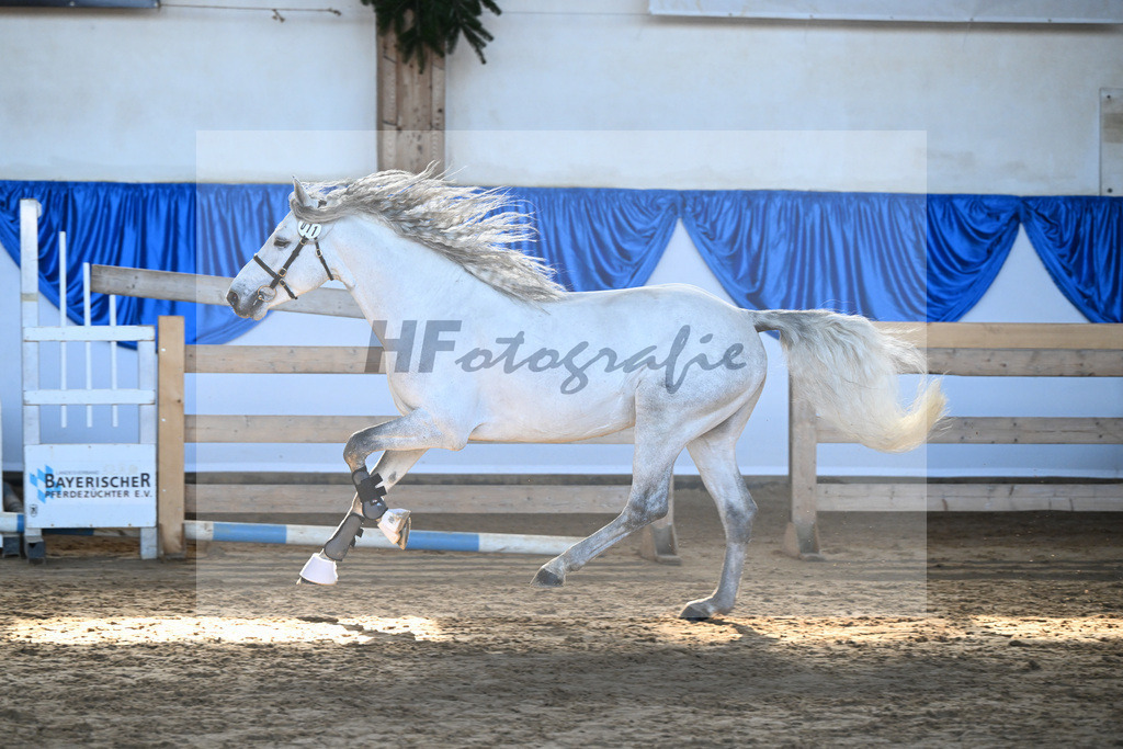 Kat-Nr. 11 Copperbeech Harrison v. Bunowen Paddy_ZG Lisberg_9260257 | hf-fotografie - Realisiert mit Pictrs.com