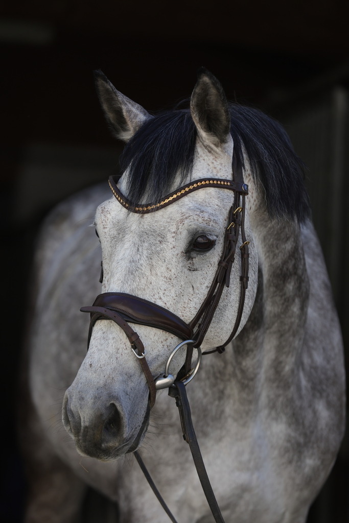0P6A8963 | Willkommen bei Brunnmayr - Design & Fotografie – Ihrem Spezialisten für Reitturniere und Pferdeveranstaltungen in Oberösterreich, Salzburg und Bayern! Seit über 17 Jahren sind wir leidenschaftlich dabei.