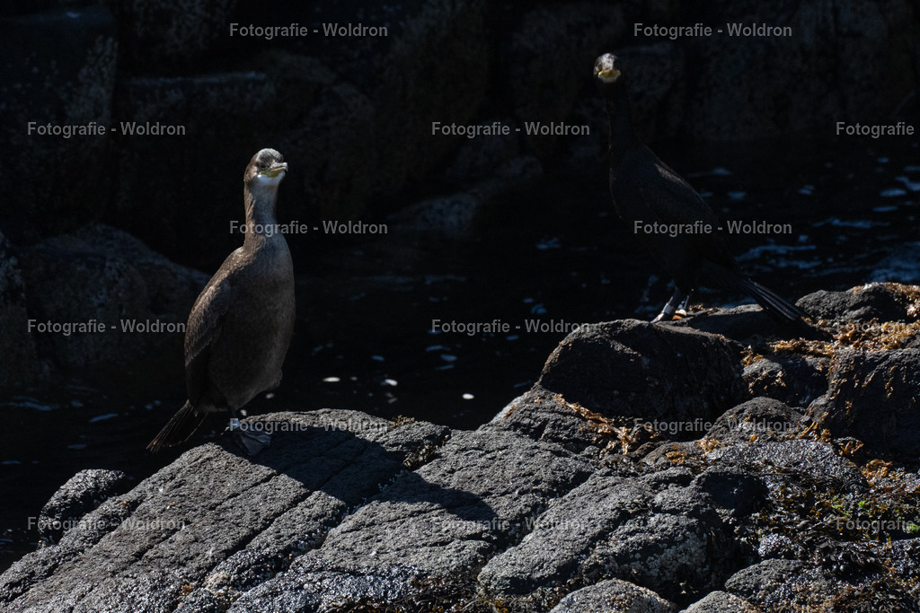 20230815 Isle of Sky - St.Andrews - Dundee-43 | Fotografie Woldron