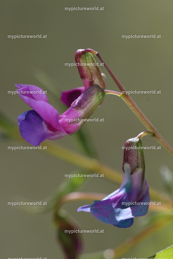 Frühlings-Platterbse-007 | Das Bilderarchiv über Tiere, Planzen und Landschaften. In der Bilddatenbank finden Sie ein große Auswahl an hochwertigen Bilder für Ihre Werbung - Realized with Pictrs.com