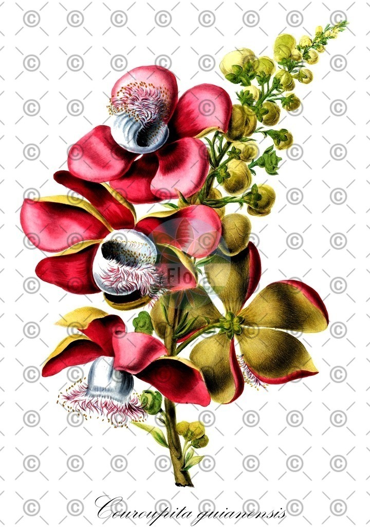 HistAbb_wfo-0000174055_1_ENZY_Simple | Historische Abbildung von Couroupita guianensis - Lecythidaceae | Historical Illustration of Couroupita guianensis - Lecythidaceae