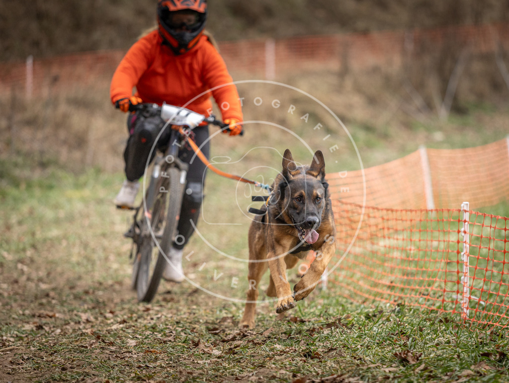 Pfotenfotografie_DV3A5414 | Hundefotografie, Tierfotograf, Pfotenfotografie, Fotoshooting Hund, Hunde Portrait, Hundesport, Hundeportraits, Heideshooting, Hunde, Sportfotograf, Hundefotograf, Turnierhundsport, THS,  - Realisiert mit Pictrs.com
