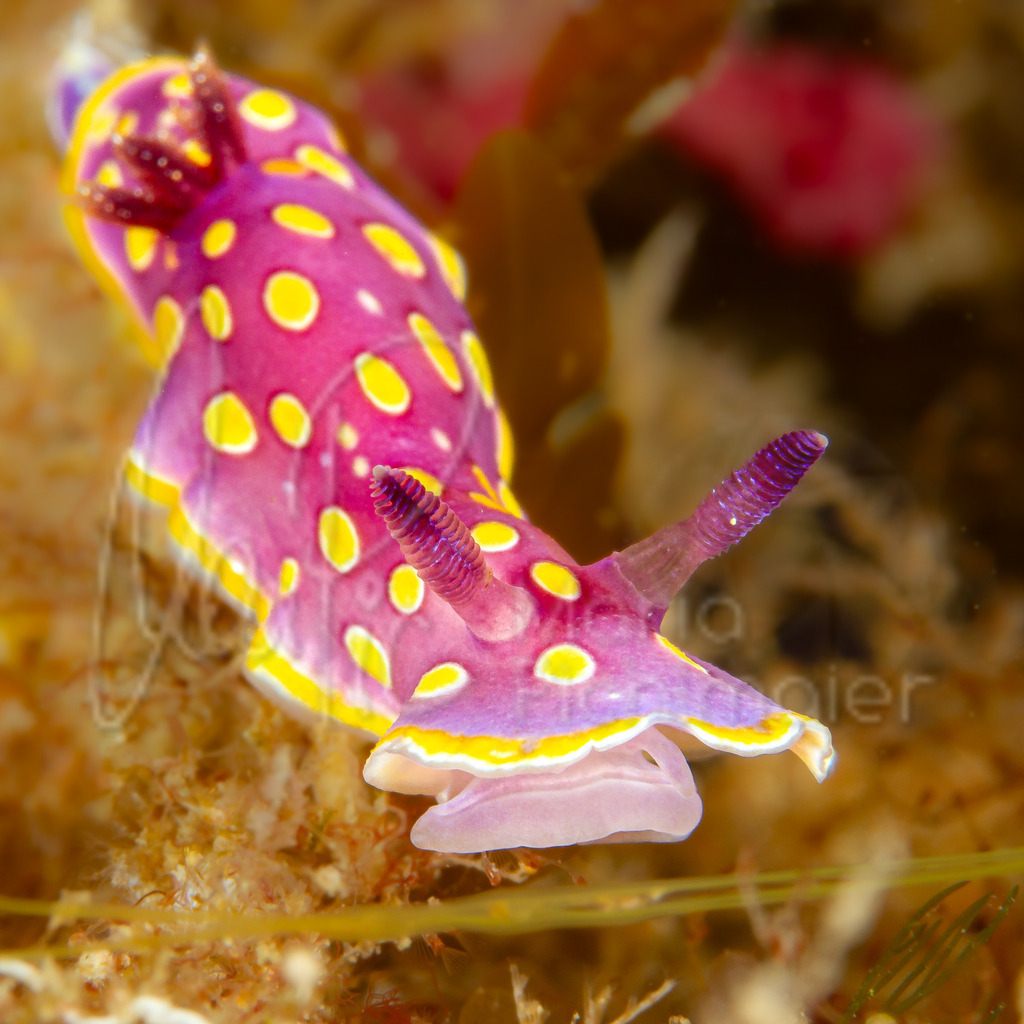 Felimida luteorosea | Nudibranch / Nacktschnecke / nudibranquio - Realisiert mit Pictrs.com