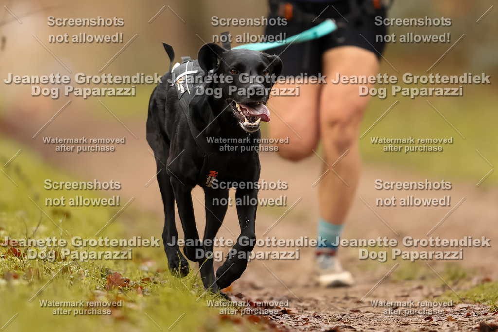 Dog Paparazzi - Speedhunter Mannheim  2025-223 | Dog Paparazzi Jeanette Grottendiek Fotografie & Videografie