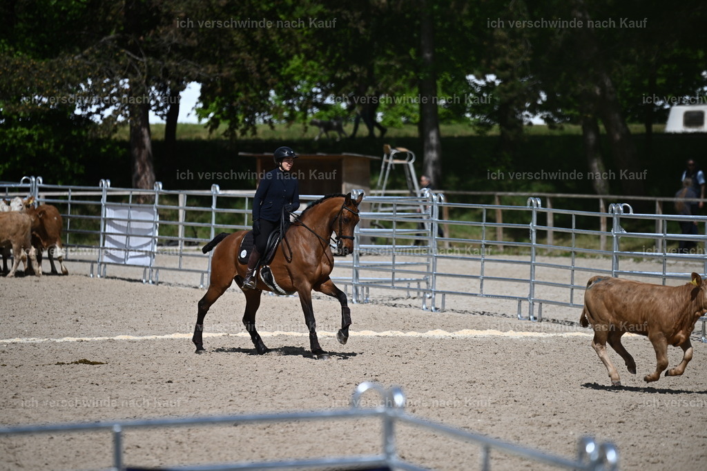 PI26_COW_Sara Landvogt226_7375.JPG | working equitationturnier fotograf videograf stoibphotography marixx film working equitation deutschland reitsport turnierfotografie eventfotografie equestrian events