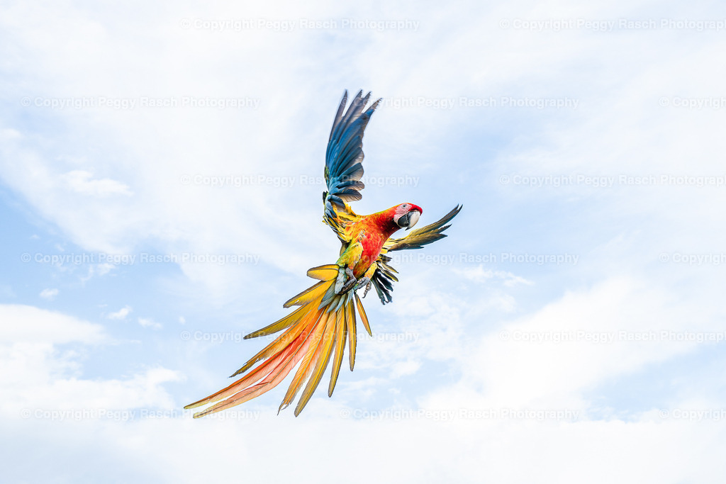 Ara (12) | PeggyRaschPhotography - Realisiert mit Pictrs.com