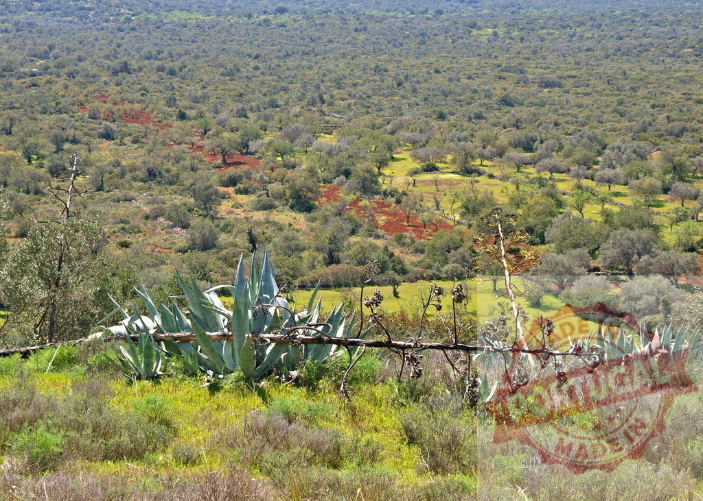 Agave growing on a hill overlooking farmland | Agave plants thrive on a hillside with agricultural fields and scattered trees in the background - Realisiert mit Pictrs.com