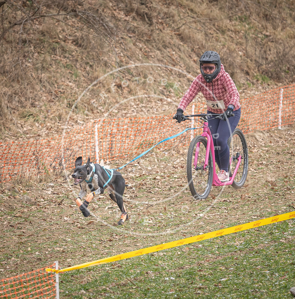 Pfotenfotografie_DV3A7189 | Hundefotografie, Tierfotograf, Pfotenfotografie, Fotoshooting Hund, Hunde Portrait, Hundesport, Hundeportraits, Heideshooting, Hunde, Sportfotograf, Hundefotograf, Turnierhundsport, THS,  - Realisiert mit Pictrs.com