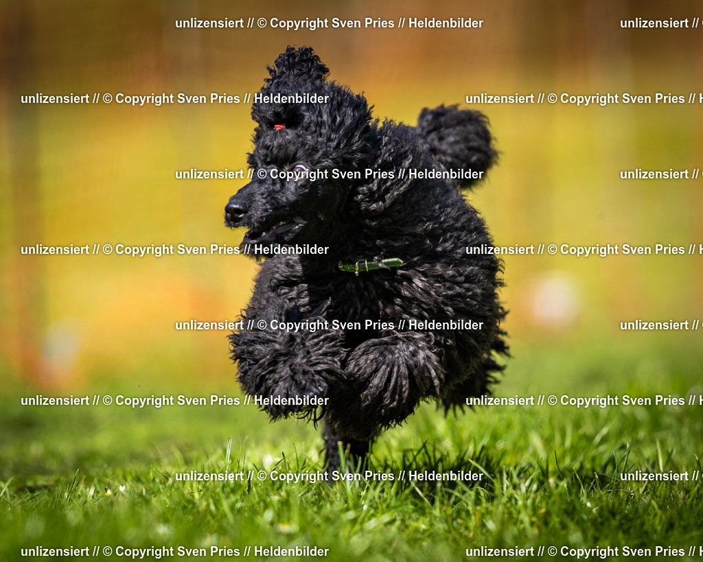 Sven Pries | 2025-04-13 - Hunderennen Baden-Baden - Realisiert mit Pictrs.com