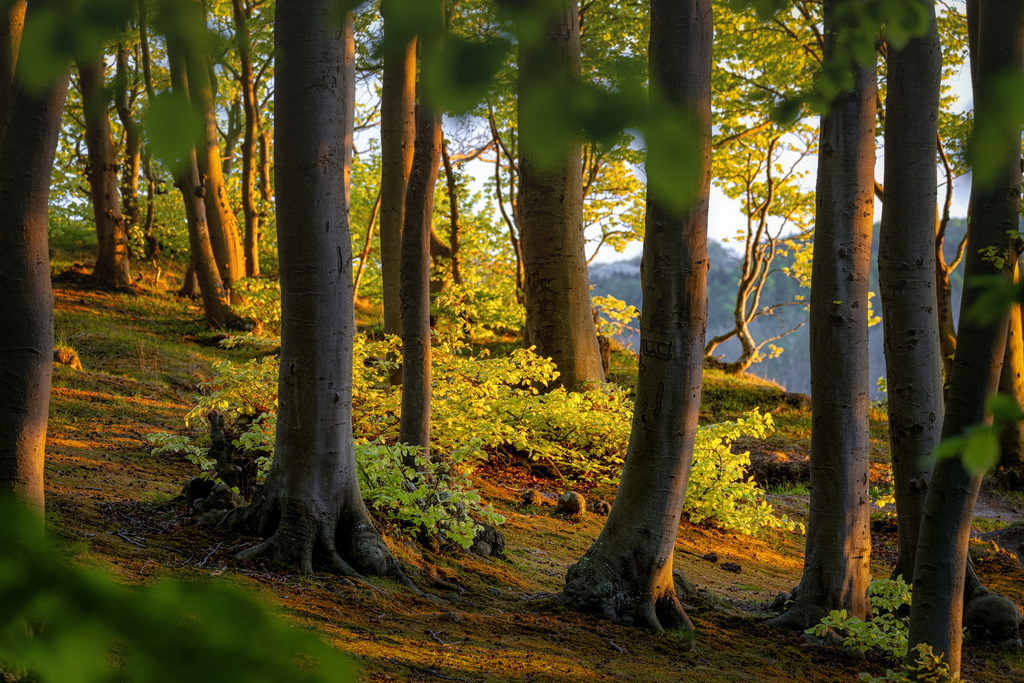Frühling im Wald | Wandbilder - Florian Läufer - Realisiert mit Pictrs.com