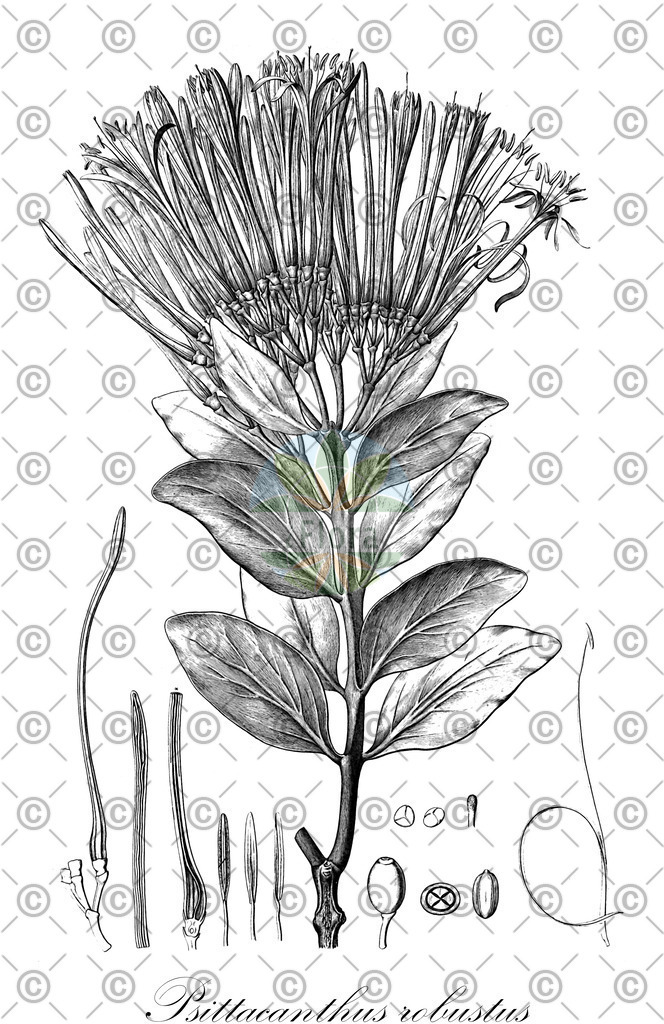 HistAbb_EMP_152598_1_SIMPLE | Historische Abbildung von Psittacanthus robustus - Loranthaceae | Historical Illustration of Psittacanthus robustus - Loranthaceae