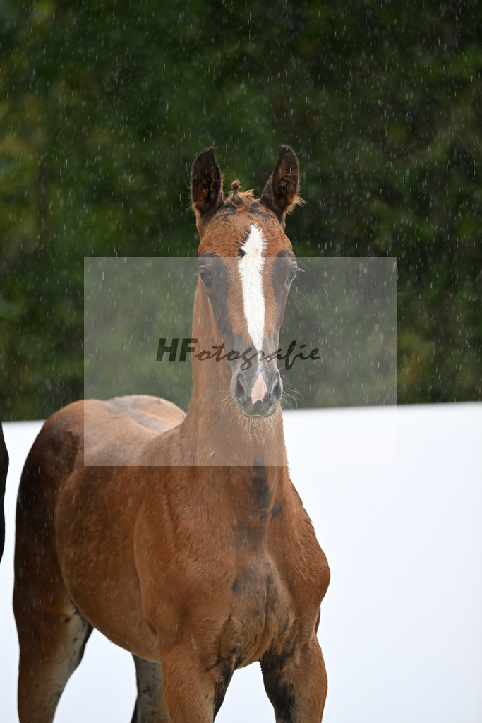 Bowmore x Dressage Royal_SF_Heilemann_23250197 | hf-fotografie - Realizzato con Pictrs.com