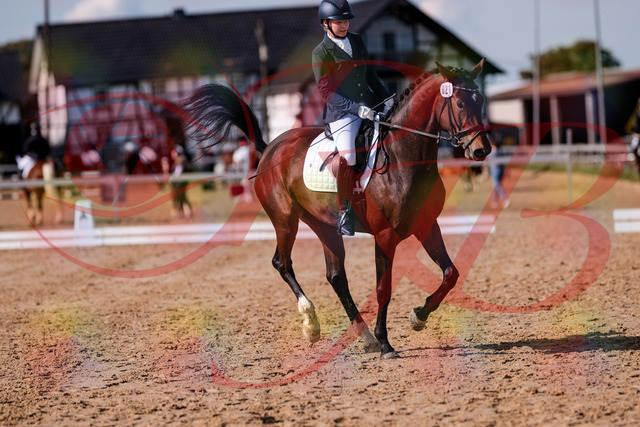 2026_10_03_Siefer-Hof_125752_Z81_46906831 | Professionelle Reitsport-, Turnier- und Eventfotografie von Robert Broda. Galerien mit ausgewählten und bearbeiteten Bildern direkt online ansehen und bestellen.