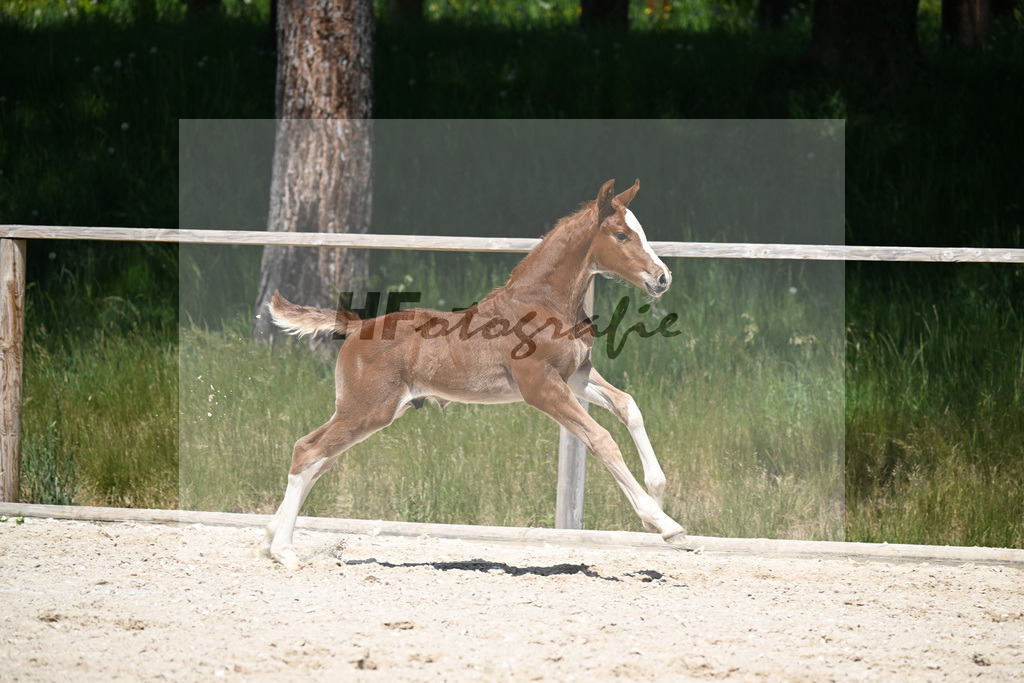 Esmeraldo x Comte_HF_Knott_10250490 | hf-fotografie - Realizzato con Pictrs.com