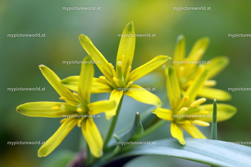Wald-Gelbstern-010 | Das Bilderarchiv über Tiere, Planzen und Landschaften. In der Bilddatenbank finden Sie ein große Auswahl an hochwertigen Bilder für Ihre Werbung - Realisiert mit Pictrs.com