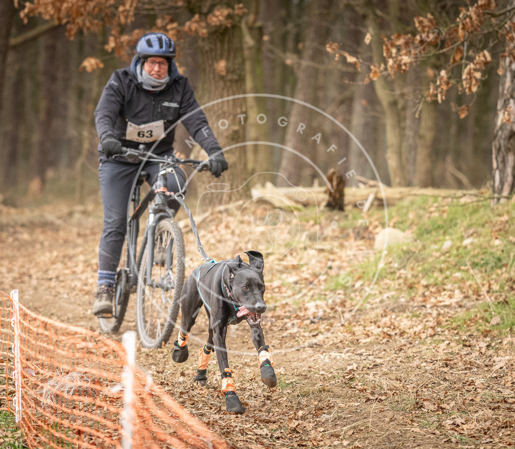 Pfotenfotografie_DV3A3255 | Hundefotografie, Tierfotograf, Pfotenfotografie, Fotoshooting Hund, Hunde Portrait, Hundesport, Hundeportraits, Heideshooting, Hunde, Sportfotograf, Hundefotograf, Turnierhundsport, THS,  - Realisiert mit Pictrs.com