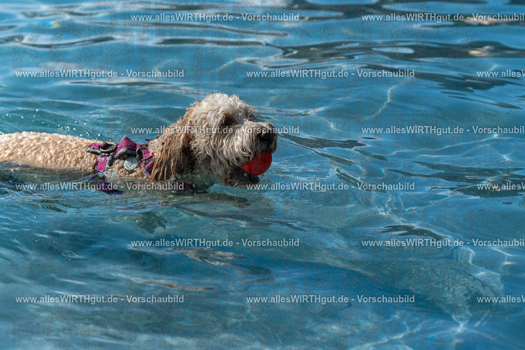 Hundeschwimmen_Volksbad_2026-allesWIRTHgut_Tierfotografie-2609061234-FAY06492 | Professionelle Tierfotografie in Mönchengladbach von Daniel Wirth (allesWIRTHgut). Liebevolle & natürliche Bilder von Hunden & Katzen für unvergessliche Erinnerungen.