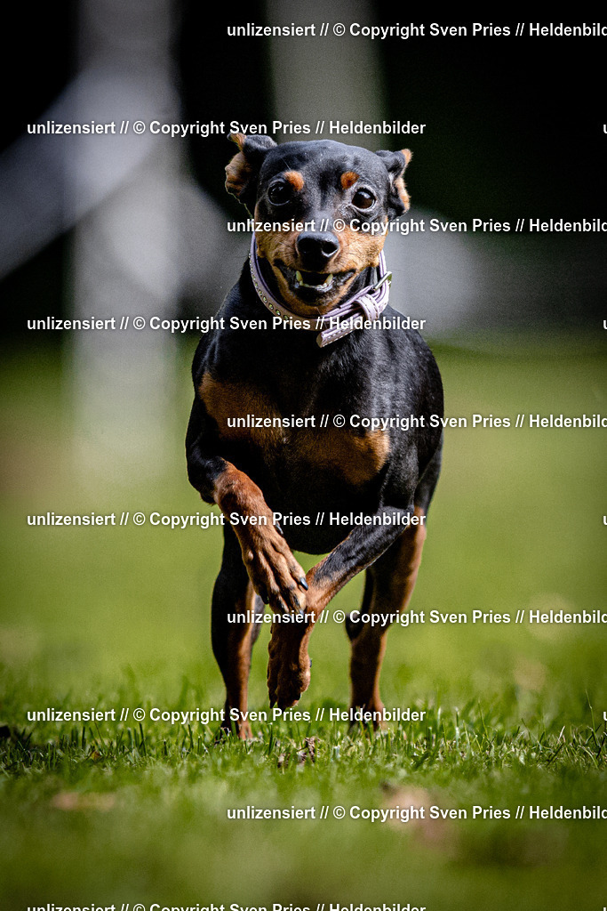 Sven Pries | 2025-10-03 - Hunderennen Obergrombach - Realisiert mit Pictrs.com