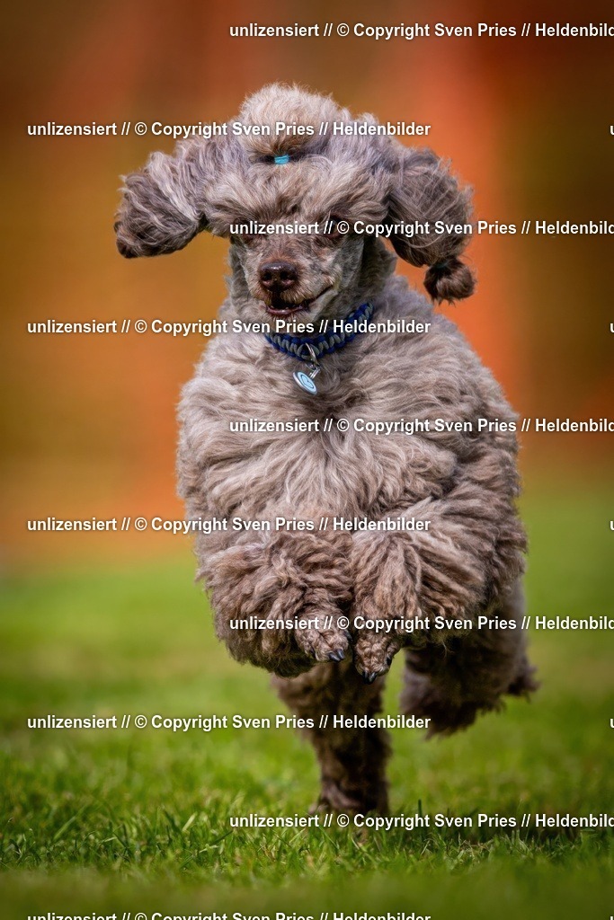 Sven Pries | 2024-09-22 - Hunderennen Baden-BadenPudelverein - Realisiert mit Pictrs.com