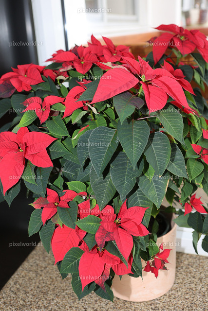 Martini Gansl Essen mit Otto Hoffmann | Bildershop von pixelworld.at - Realisiert mit Pictrs.com